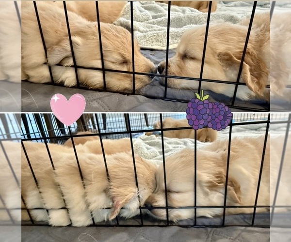Medium Photo #66 Golden Retriever Puppy For Sale in EXTON, PA, USA
