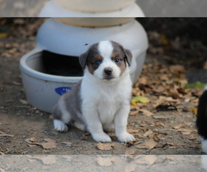Miniature Australian Shepherd Puppy for sale in GRETNA, VA, USA