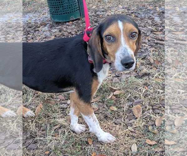 Medium Photo #4 Beagle Puppy For Sale in Dunnellon, FL, USA