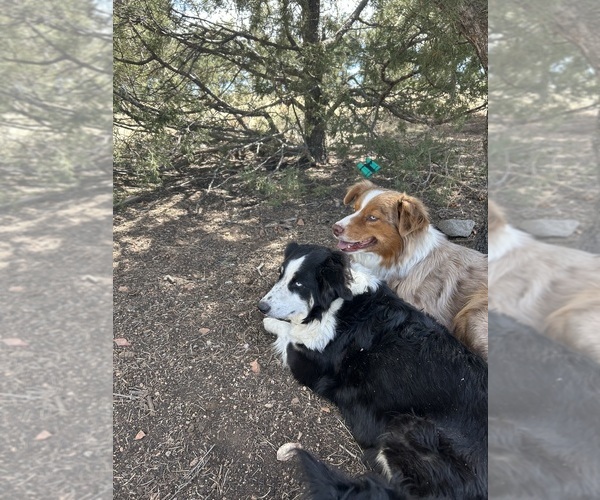 Medium Photo #1 Australian Shepherd Puppy For Sale in COTOPAXI, CO, USA