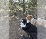 Small Photo #1 Australian Shepherd Puppy For Sale in COTOPAXI, CO, USA