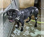 Small #7 Labrador Retriever Mix