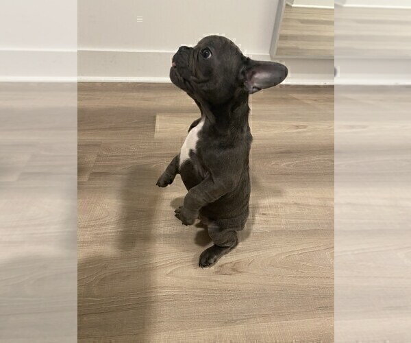 Medium Photo #4 French Bulldog Puppy For Sale in YONKERS, NY, USA