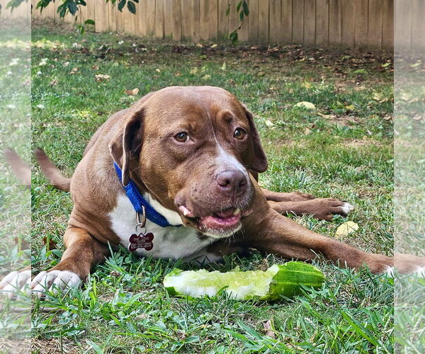 Medium Photo #31 Mutt Puppy For Sale in Mount Laurel, NJ, USA