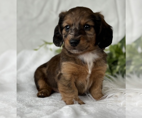 Medium Photo #10 Dachshund Puppy For Sale in ROCK STREAM, NY, USA