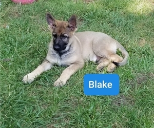 German Shepherd Dog Puppy for Sale in ASHEBORO, North Carolina USA