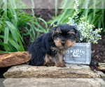Small Photo #20 Yorkshire Terrier Puppy For Sale in QUARRYVILLE, PA, USA