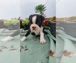 Small #3 Boston Terrier