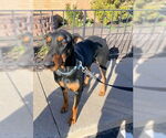 Small #1 Doberman Pinscher