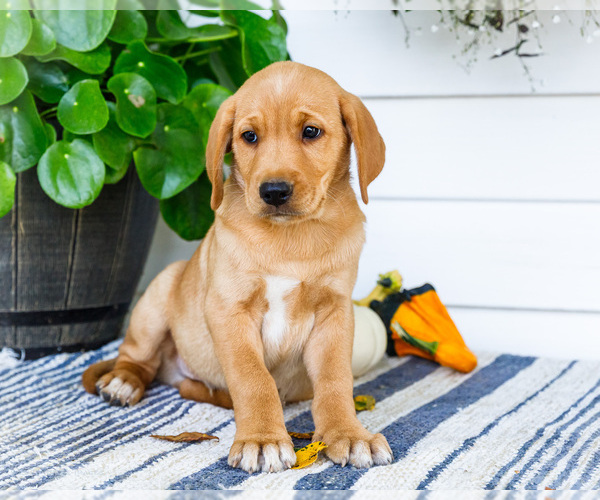 Medium Photo #8 Golden Retriever-Jack Russell Terrier Mix Puppy For Sale in WAKARUSA, IN, USA