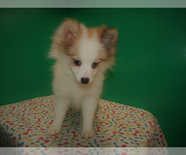 Medium Photo #3 Pomeranian Puppy For Sale in PATERSON, NJ, USA