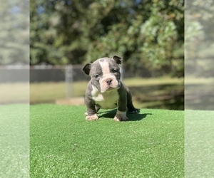 American Bully Puppy for sale in COVINGTON, GA, USA
