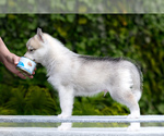 Small Photo #3 Siberian Husky Puppy For Sale in Dnipro, Dnipro, Ukraine