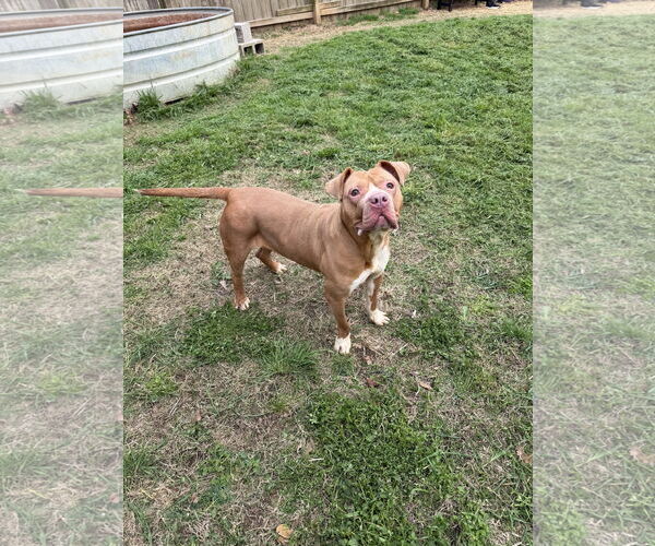 Medium Photo #3 Bulldog-Unknown Mix Puppy For Sale in Jackson, MS, USA