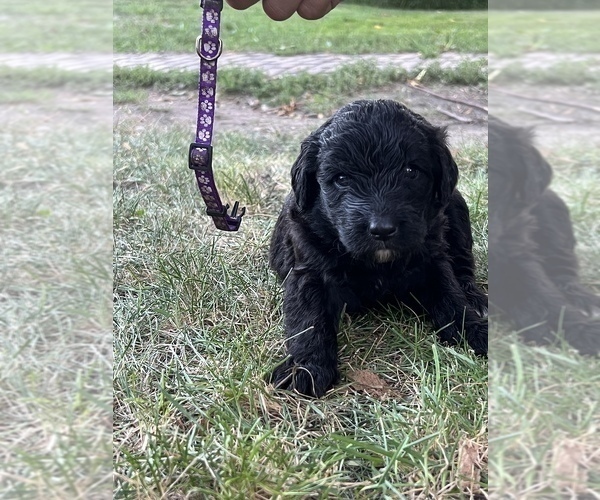 Medium Photo #6 Goldendoodle-Newfoundland Mix Puppy For Sale in MORRIS, MN, USA
