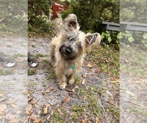 Cairn Terrier Puppy for sale in SUMMERVILLE, SC, USA