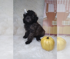 Poodle (Miniature) Puppy for sale in INDIANAPOLIS, IN, USA