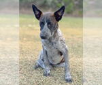 Small #2 Mutt
