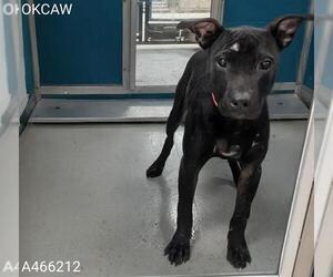 Mutt Dogs for adoption in Oklahoma City, OK, USA