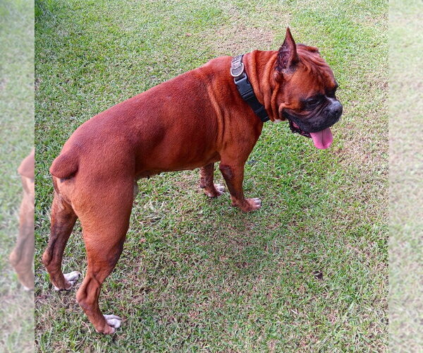 Medium Photo #2 Boxer Puppy For Sale in Austin, TX, USA