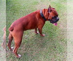 Small #1 Boxer