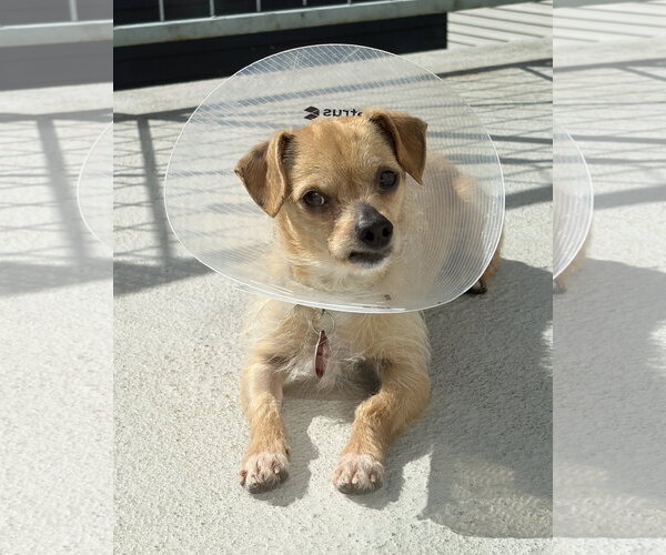 Medium Photo #1 Chihuahua-Unknown Mix Puppy For Sale in Bellevue, WA, USA