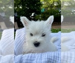 Small #19 West Highland White Terrier