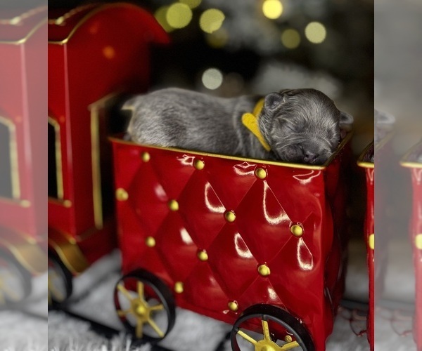 Medium Photo #6 French Bulldog Puppy For Sale in SPRINGFIELD, MO, USA