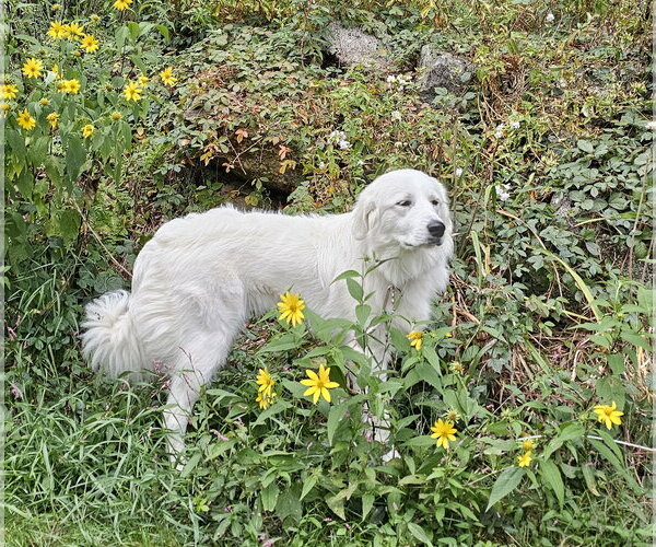 Medium Photo #2 Great Pyrenees Puppy For Sale in Croydon, NH, USA