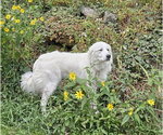 Small #1 Great Pyrenees