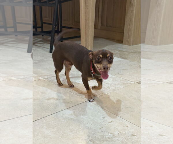 Medium Photo #2 Chihuahua-Unknown Mix Puppy For Sale in The Woodlands, TX, USA