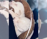 Litter of 8 - Male(s) and Female(s) Great PyreneesLitter of Puppies for Sale - Photo #4