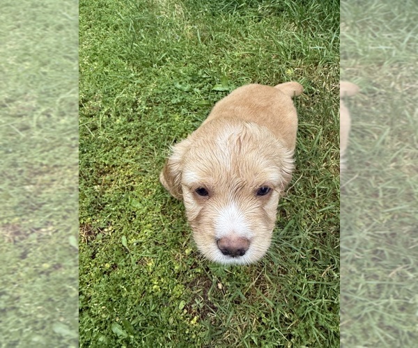 Medium Photo #3 Cocker Spaniel-Sheepadoodle Mix Puppy For Sale in SAMMAMISH, WA, USA