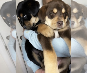 Labrador Retriever Puppy for sale in DRIVER, VA, USA