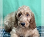 Small Photo #4 Irish Doodle Puppy For Sale in DUNDEE, OH, USA
