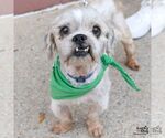 Small Photo #2 Shih Tzu-Unknown Mix Puppy For Sale in Washington, DC, USA