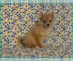Small #4 Pomeranian