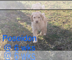 Small Photo #3 Poodle (Standard) Puppy For Sale in ARAB, AL, USA