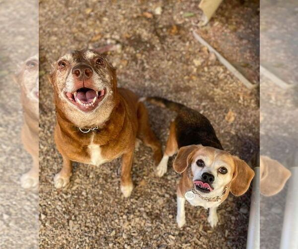 Medium Photo #3 Beagle Puppy For Sale in Foristell, MO, USA