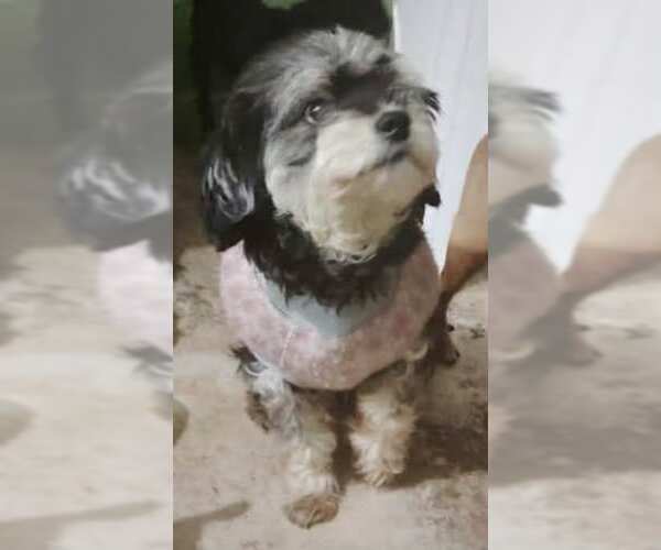 Medium Photo #11 Havanese-Unknown Mix Puppy For Sale in Escondido, CA, USA