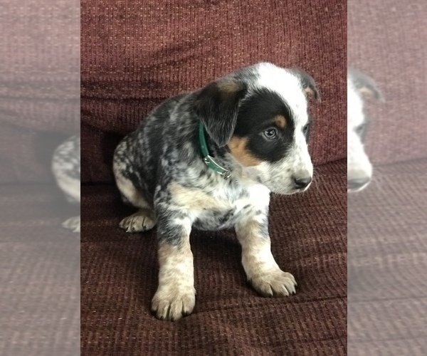 Medium Photo #13 Australian Cattle Dog Puppy For Sale in BOWLING GREEN, KY, USA