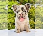 Small Photo #8 French Bulldog Puppy For Sale in CLIVE, IA, USA