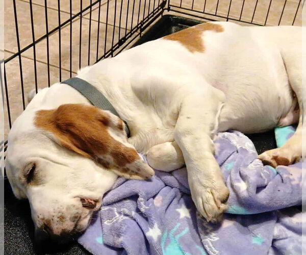 Medium Photo #7 Basset Hound Puppy For Sale in Deepwater, NJ, USA