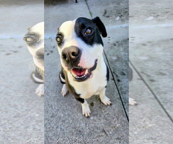 Medium Photo #2 Mutt Puppy For Sale in Rockaway, NJ, USA