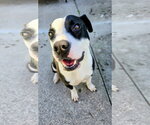 Small #1 Mutt