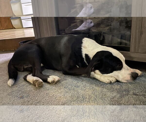 Medium Photo #2 American Pit Bull Terrier-Unknown Mix Puppy For Sale in Germantown, OH, USA