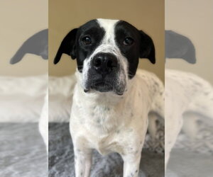Lab-Pointer Dogs for adoption in Rockaway, NJ, USA