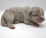 Puppy 5 American Bully