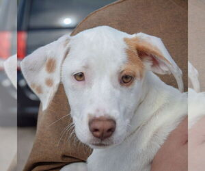 Borador Dogs for adoption in Huntley, IL, USA