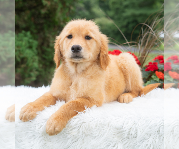 Medium Photo #1 Golden Retriever Puppy For Sale in NEWPORT, PA, USA